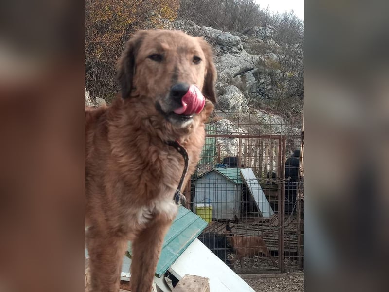 Milicica, träumt von einem Körbchen voller Liebe