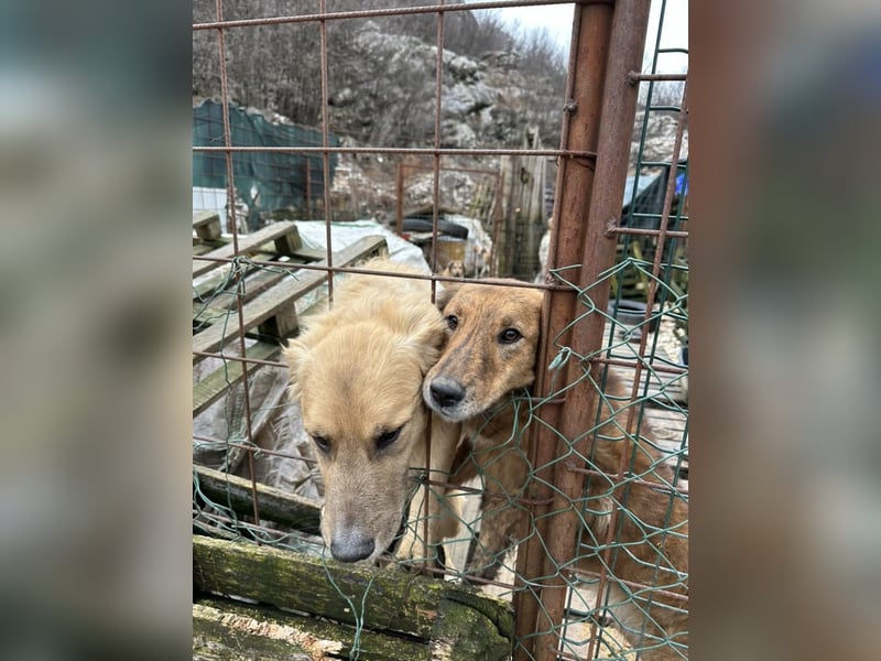 Milicica, träumt von einem Körbchen voller Liebe