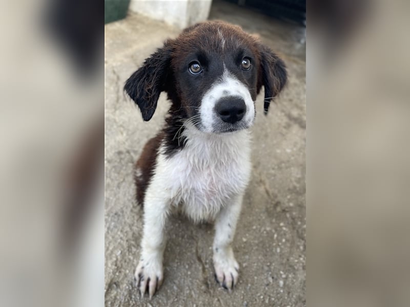 Phara, geb. ca. 05/2023, lebt in GRIECHENLAND, im städt. Tierheim Serres