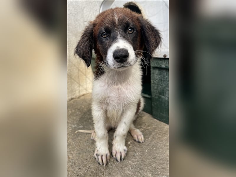 Phara, geb. ca. 05/2023, lebt in GRIECHENLAND, im städt. Tierheim Serres