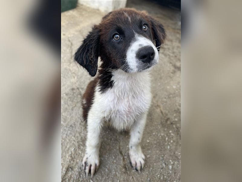 Phara, geb. ca. 05/2023, lebt in GRIECHENLAND, im städt. Tierheim Serres