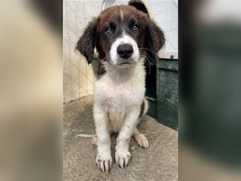 Phara, geb. ca. 05/2023, lebt in GRIECHENLAND, im städt. Tierheim Serres