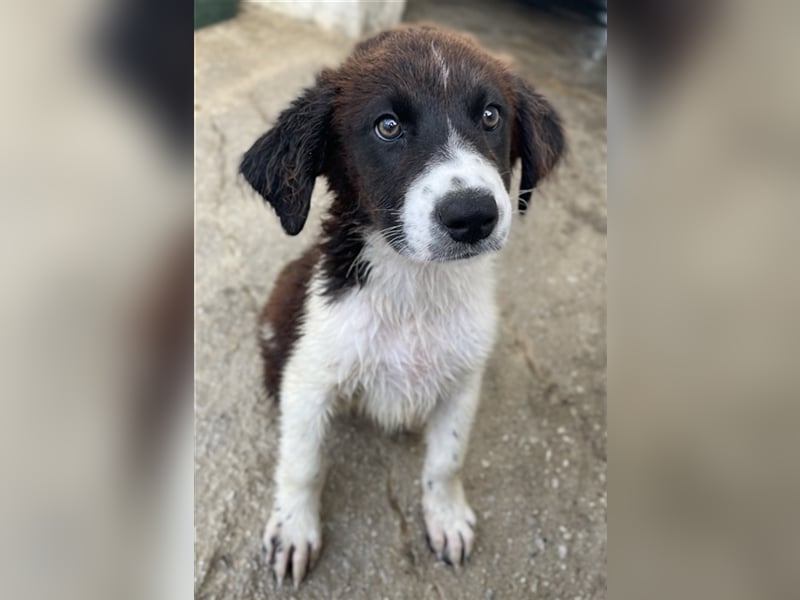 Phara, geb. ca. 05/2023, lebt in GRIECHENLAND, im städt. Tierheim Serres