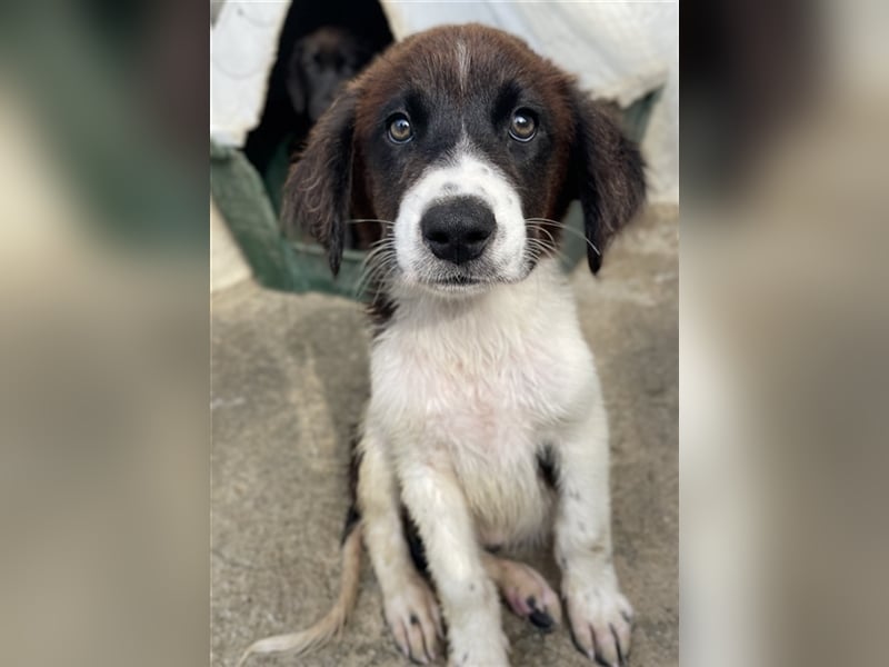 Phara, geb. ca. 05/2023, lebt in GRIECHENLAND, im städt. Tierheim Serres
