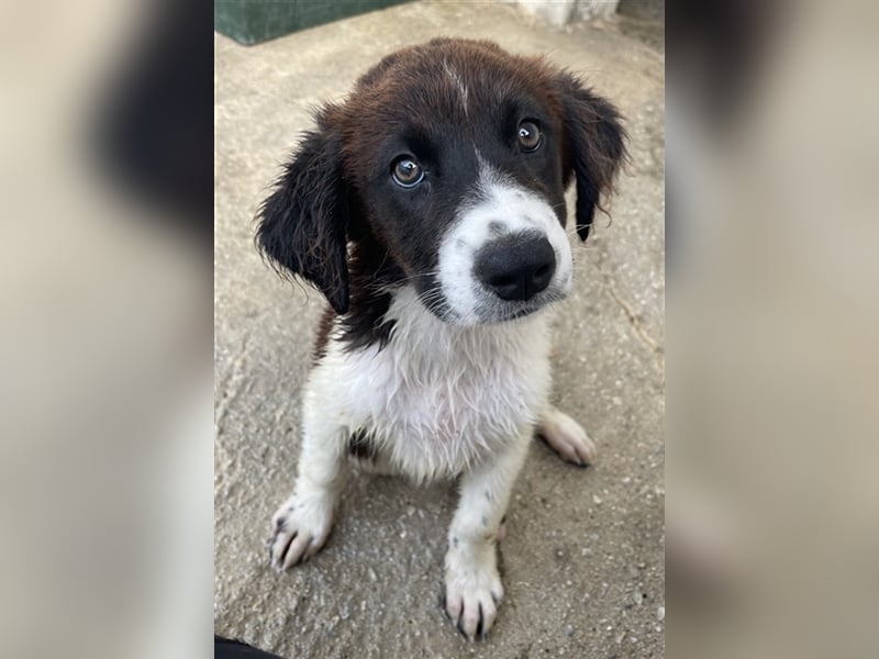 Phara, geb. ca. 05/2023, lebt in GRIECHENLAND, im städt. Tierheim Serres