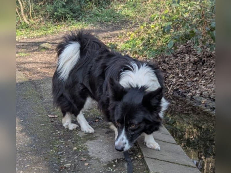 Süße Maria (5 Jahre/38 cm/17 kg) sucht liebevolle Familie