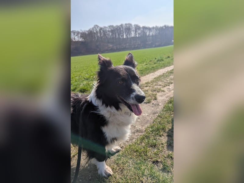 Süße Maria (5 Jahre/38 cm/17 kg) sucht liebevolle Familie