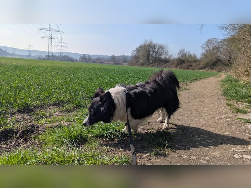 Süße Maria (5 Jahre/38 cm/17 kg) sucht liebevolle Familie
