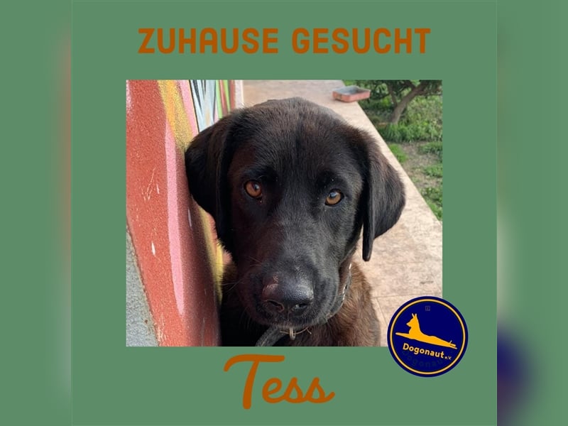Die wunderbare TESS sucht ihre Menschen