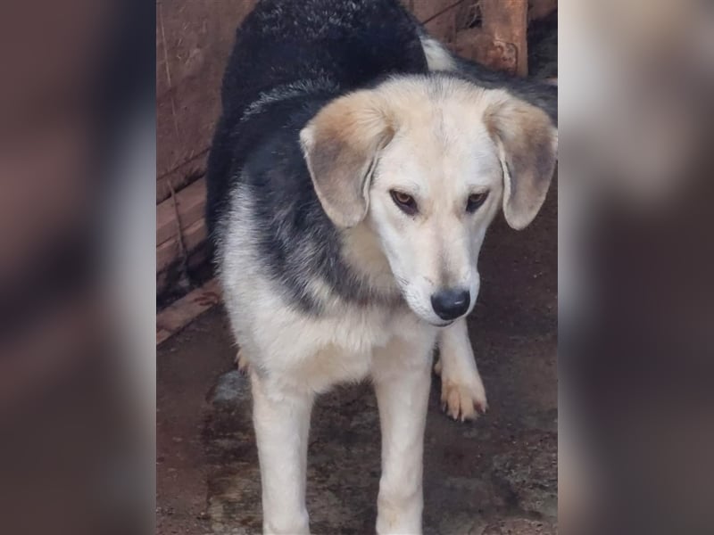 Indra, liebes Hundemädchen mit bezaubernden Augen