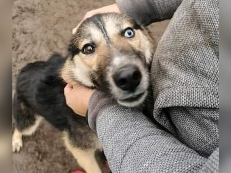 Twyla, sanftes verspieltes Husky Mix Mädchen mit bezaubernden Augen