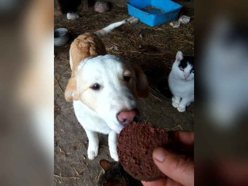 Tilly, freundlich und sanft