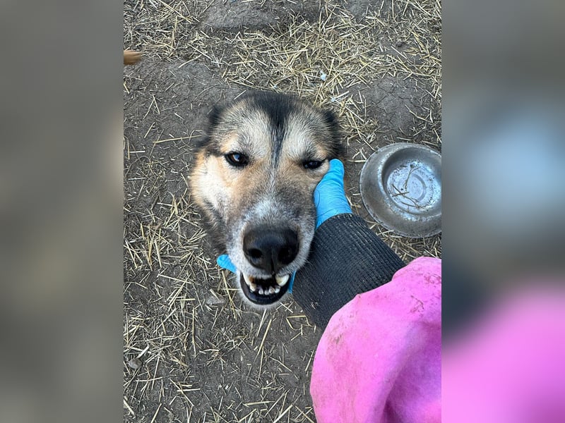 Twyla, sanftes verspieltes Husky Mix Mädchen mit bezaubernden Augen