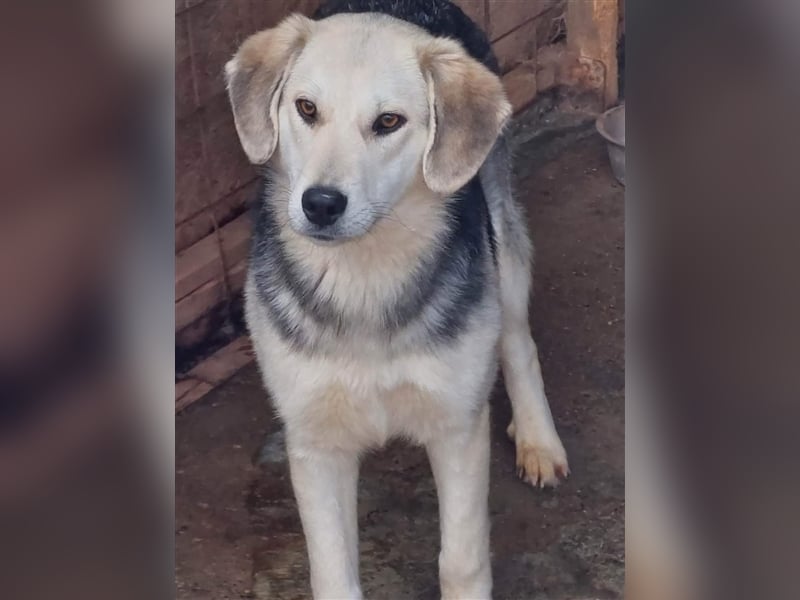 Indra, liebes Hundemädchen mit bezaubernden Augen