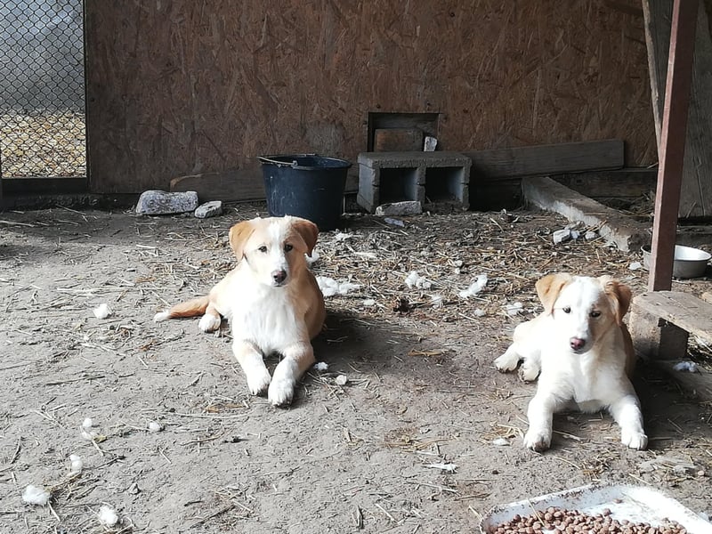 Tilly, freundlich und sanft