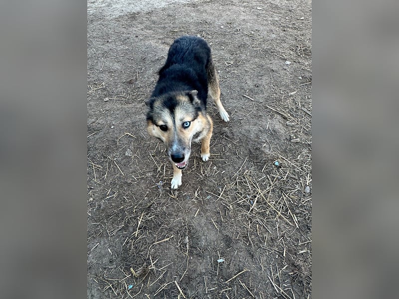 Twyla, sanftes verspieltes Husky Mix Mädchen mit bezaubernden Augen