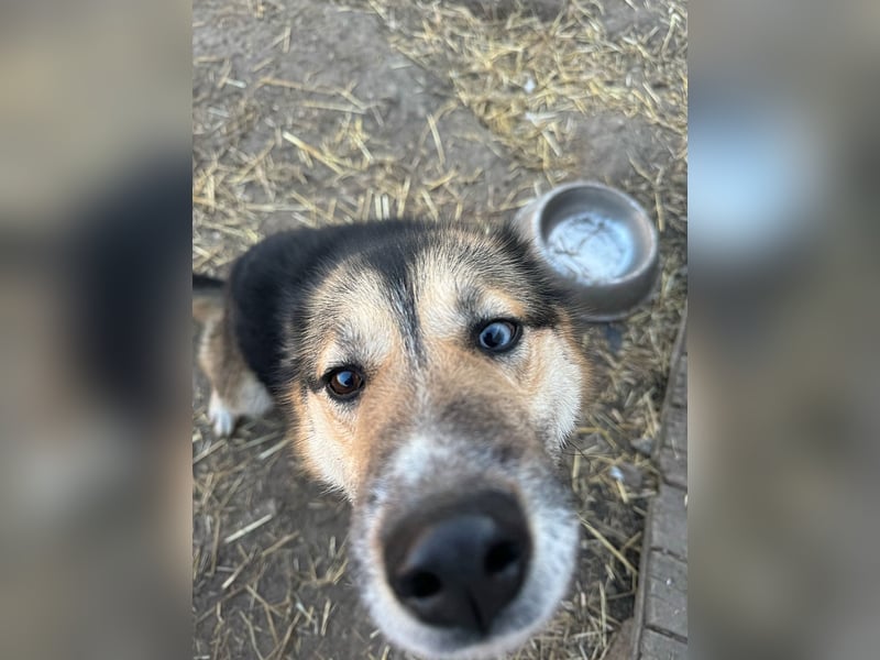 Twyla, sanftes verspieltes Husky Mix Mädchen mit bezaubernden Augen