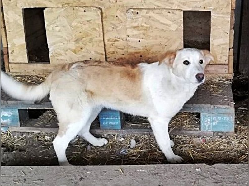 Tilly, freundlich und sanft