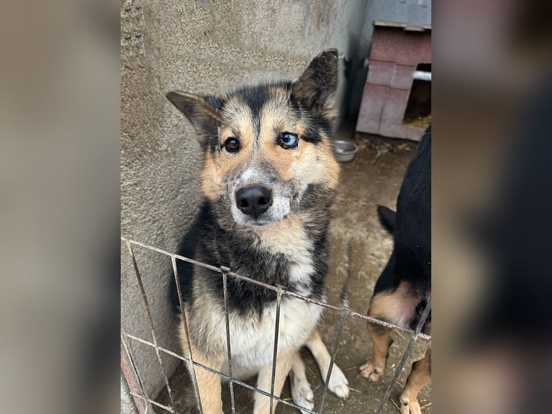 Twyla, sanftes verspieltes Husky Mix Mädchen mit bezaubernden Augen