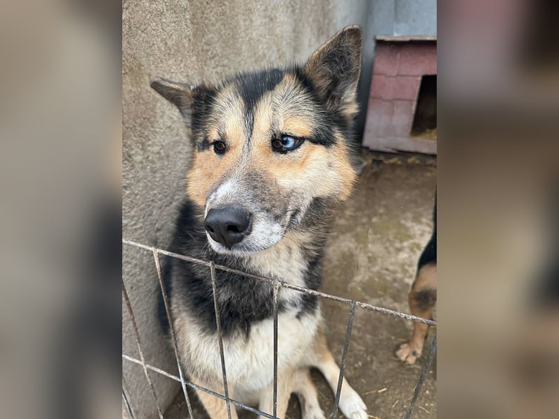 Twyla, sanftes verspieltes Husky Mix Mädchen mit bezaubernden Augen
