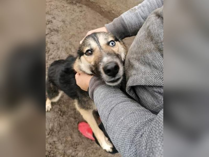 Twyla, sanftes verspieltes Husky Mix Mädchen mit bezaubernden Augen