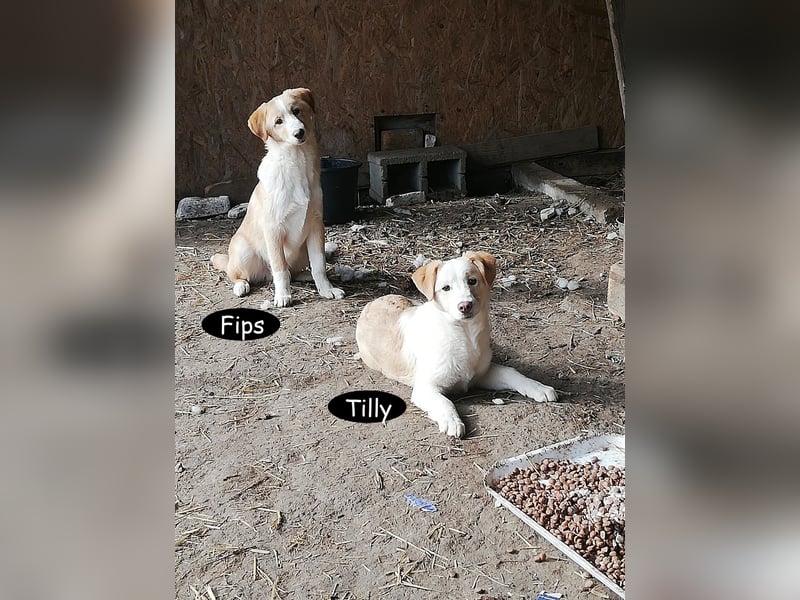 Tilly, freundlich und sanft