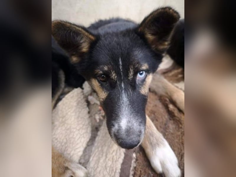 Twyla, sanftes verspieltes Husky Mix Mädchen mit bezaubernden Augen
