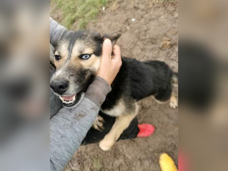Twyla, sanftes verspieltes Husky Mix Mädchen mit bezaubernden Augen