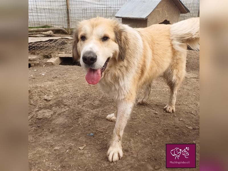 Knuffige Malaga sucht ihre treuen Weggefährten❣️❤️