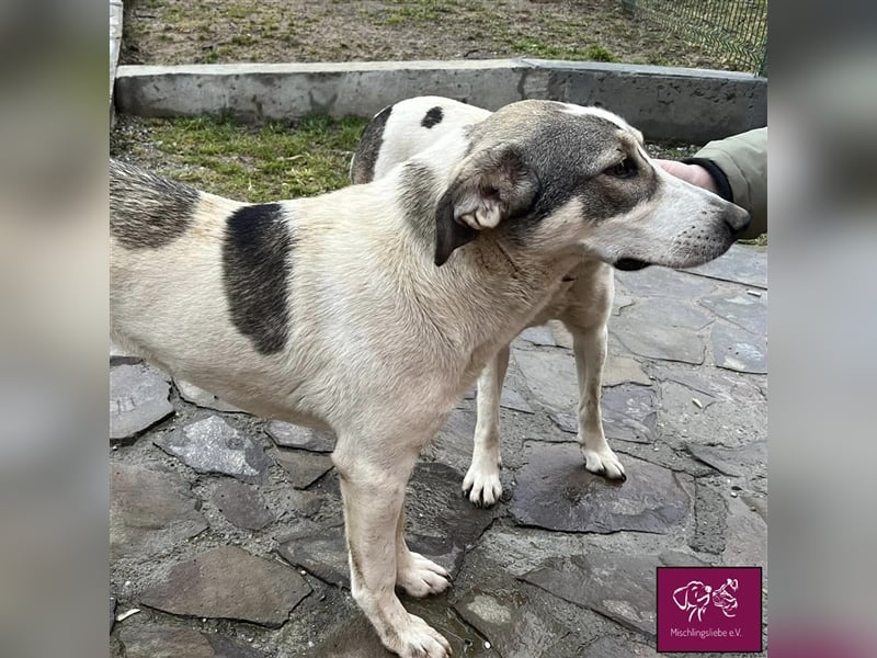 Laika möchte mit dir gemeinsam die Welt entdecken! 
