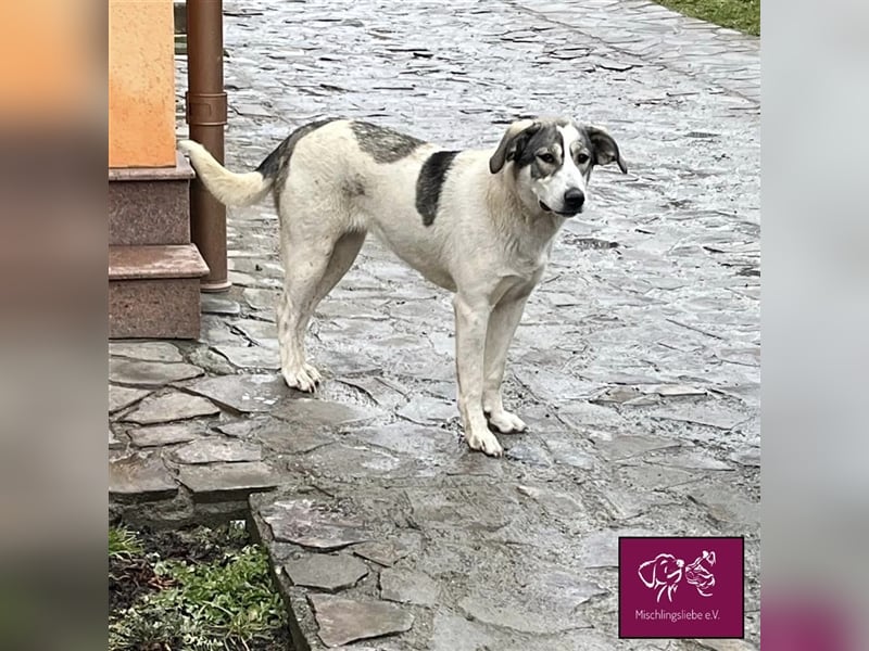 Laika möchte mit dir gemeinsam die Welt entdecken! 
