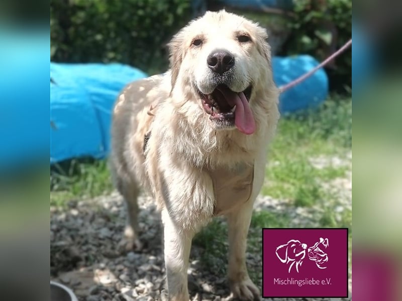 Knuffige Malaga sucht ihre treuen Weggefährten❣️❤️