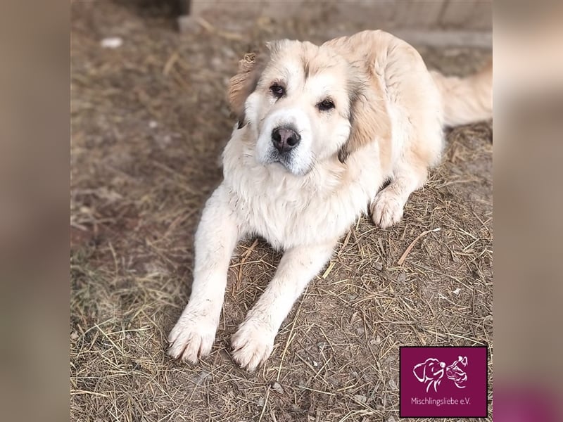 Knuffige Malaga sucht ihre treuen Weggefährten❣️❤️