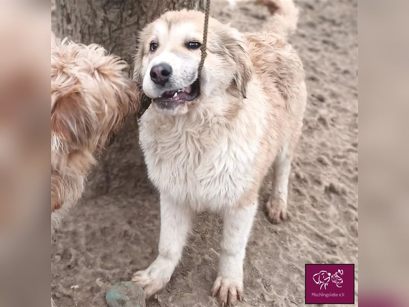 Knuffige Malaga sucht ihre treuen Weggefährten❣️❤️