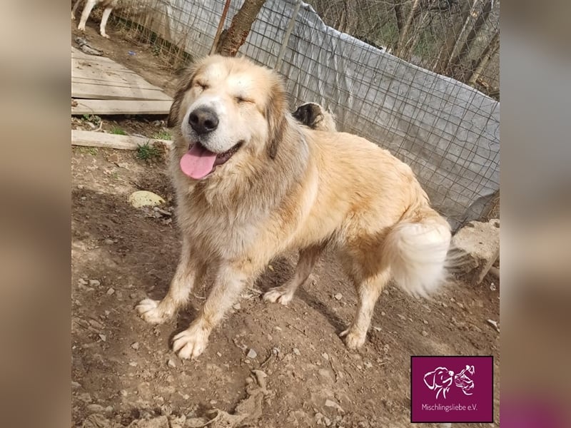 Knuffige Malaga sucht ihre treuen Weggefährten❣️❤️