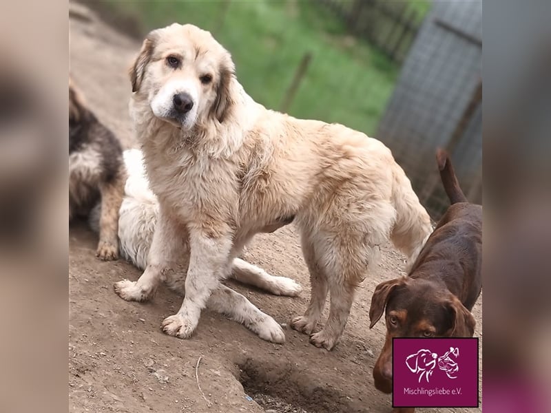 Knuffige Malaga sucht ihre treuen Weggefährten❣️❤️