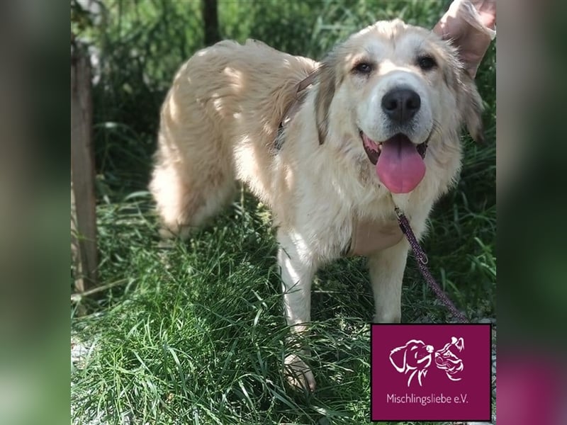 Knuffige Malaga sucht ihre treuen Weggefährten❣️❤️