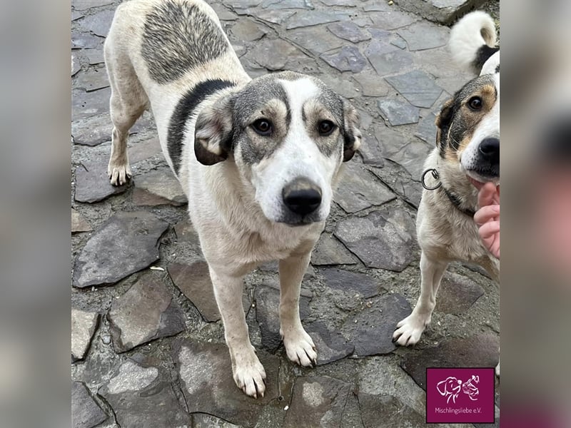 Laika möchte mit dir gemeinsam die Welt entdecken! 