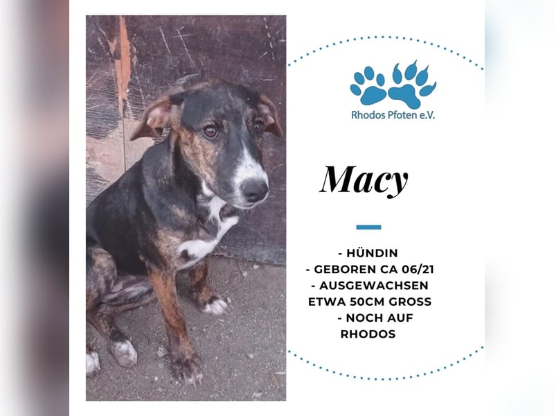 Macy sucht ihr zu Hause! ❤️