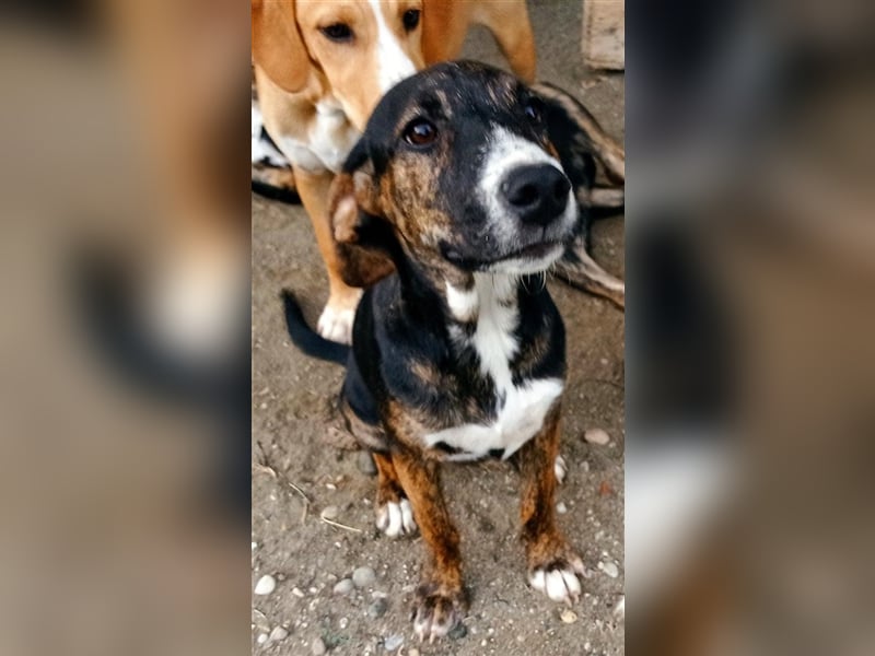 Macy sucht ihr zu Hause! ❤️