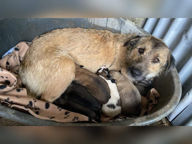 bezaubende Chrissy sucht Körbchen