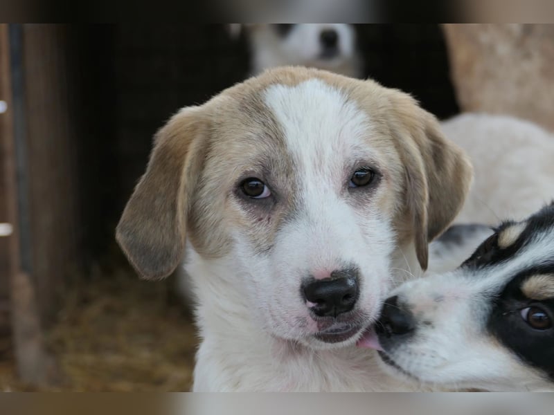 hübsche Klara sucht Körbchen und Liebe