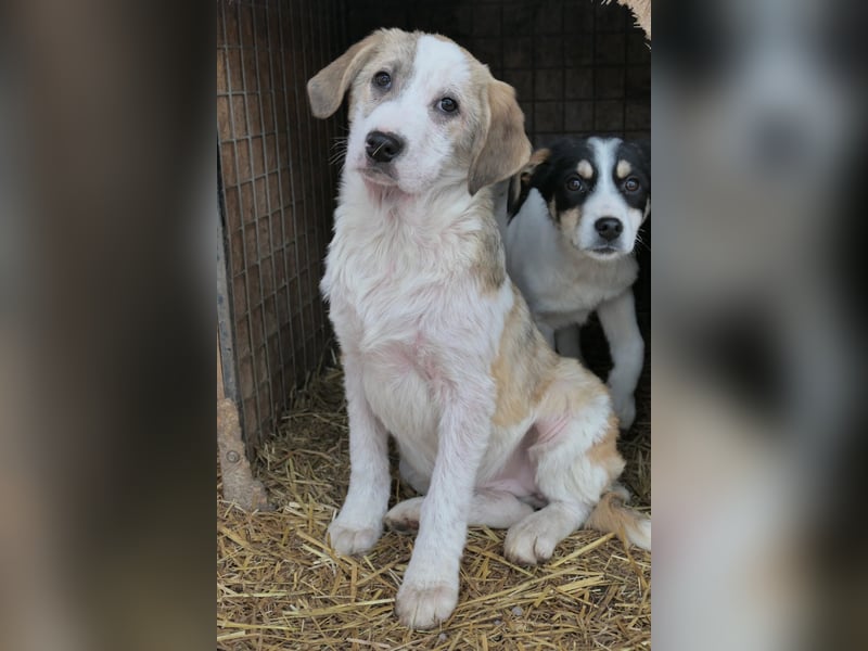 hübsche Klara sucht Körbchen und Liebe