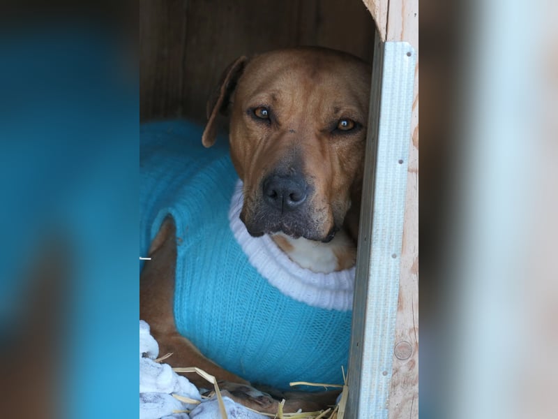 Emma sucht dringend Zuhause