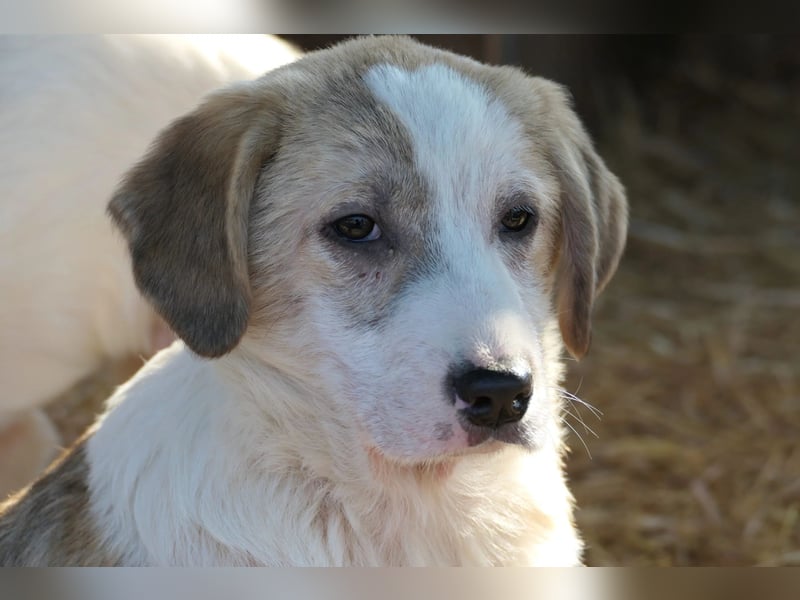 hübsche Klara sucht Körbchen und Liebe