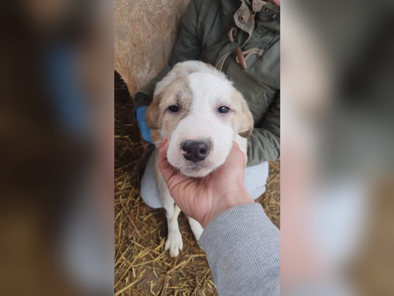 hübsche Klara sucht Körbchen und Liebe