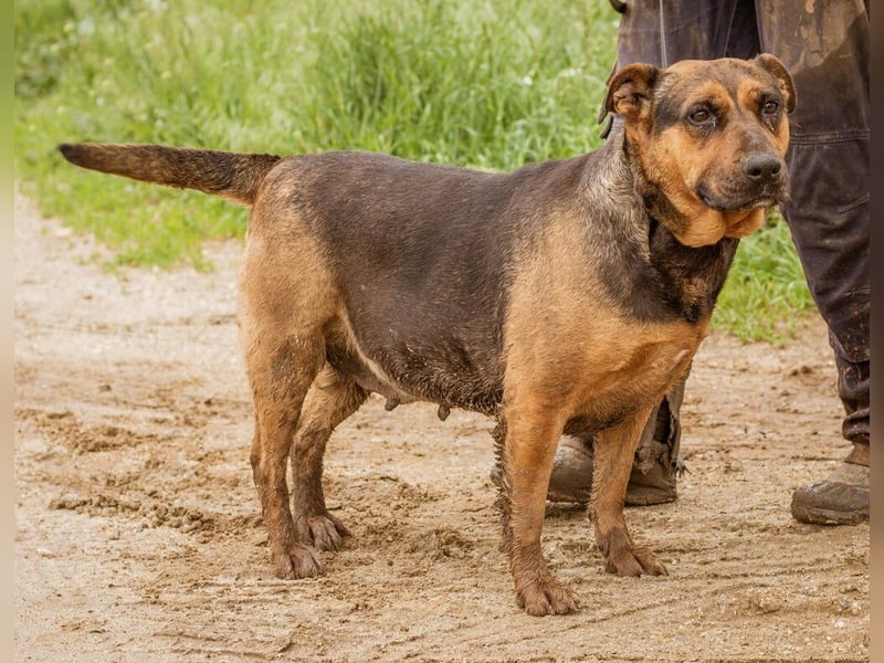 Luna, ebenfalls eine tolle Familienhündin, die noch etwas an ihrer Figur arbeiten muss.