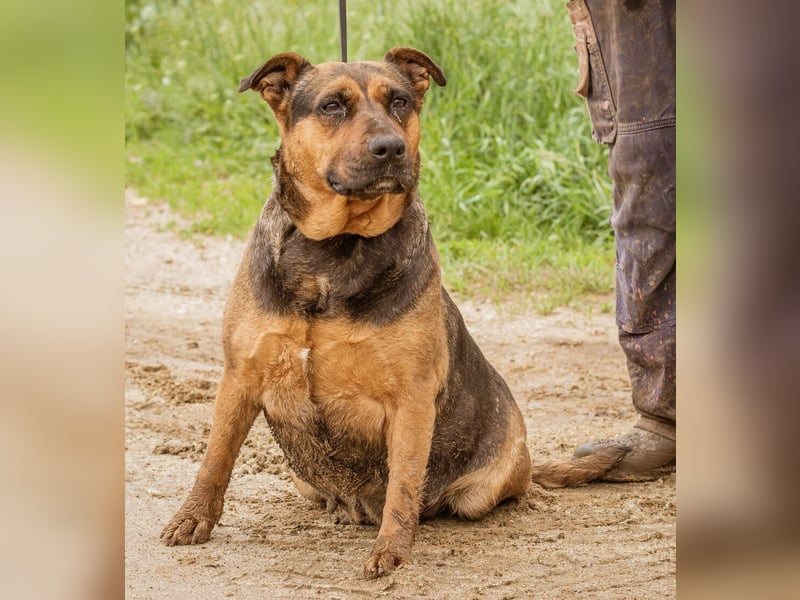 Luna, ebenfalls eine tolle Familienhündin, die noch etwas an ihrer Figur arbeiten muss.