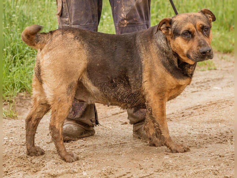 Luna, ebenfalls eine tolle Familienhündin, die noch etwas an ihrer Figur arbeiten muss.