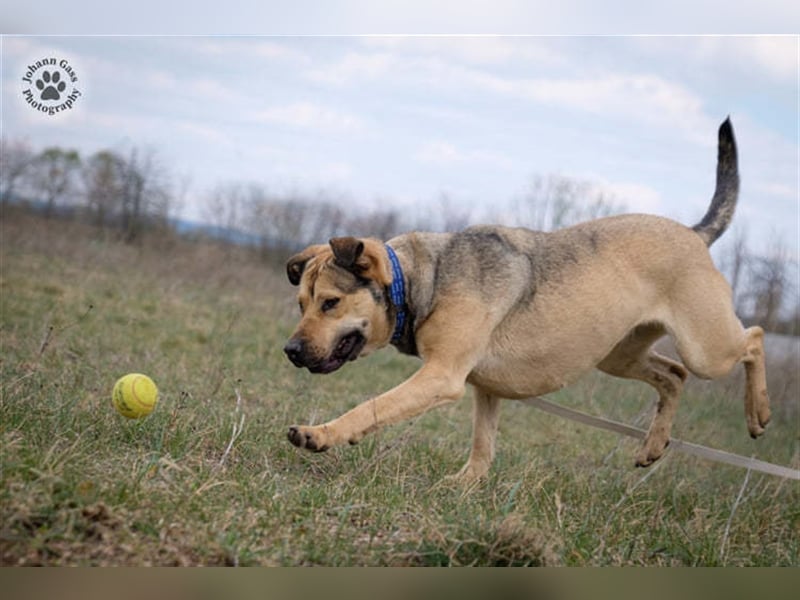 Wilson, große sportliche Hündin sucht viele neue Aufgaben!